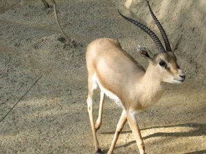 640px-Slender-horned_gazelle_(Cincinnati_Zoo)