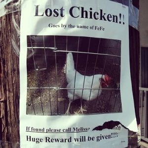 A poster on a telephone pole announces: "Lost Chicken, goes by the name FeFe. If found, please call Melissa. Huge reward will be given!"