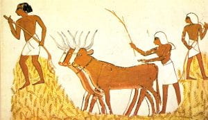 A painting of a worker driving a team of oxen trampling wheat stalks as other workers to the left and right collect the stalks to be trampled.